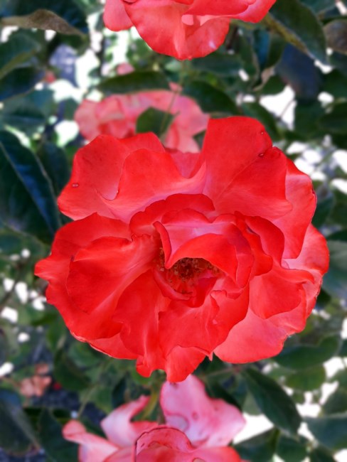 Obituary of Joyce Marie Heidt