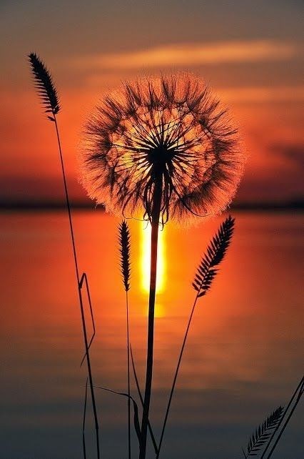 Obituary of Marilyn Patricia Ridenour