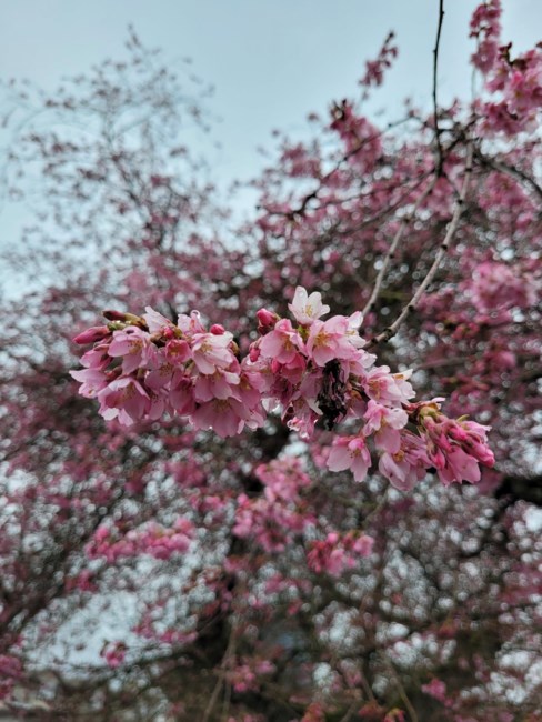 Obituary of Robert Earl Marshall