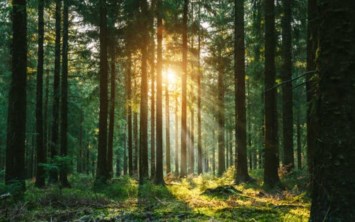 Obituary of Cathie Meta Simpson