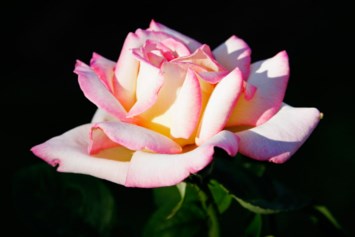 Obituary of Camille D Savoia