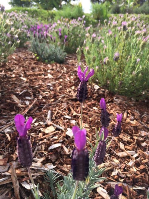 Obituary of Frances Keohu McLeod