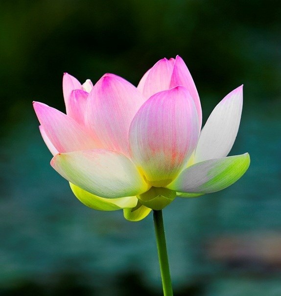 Obituary of Hien Thi Nguyen