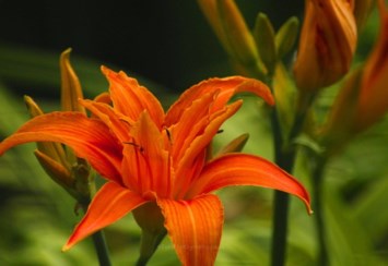 Obituary of Betty Lee Knight