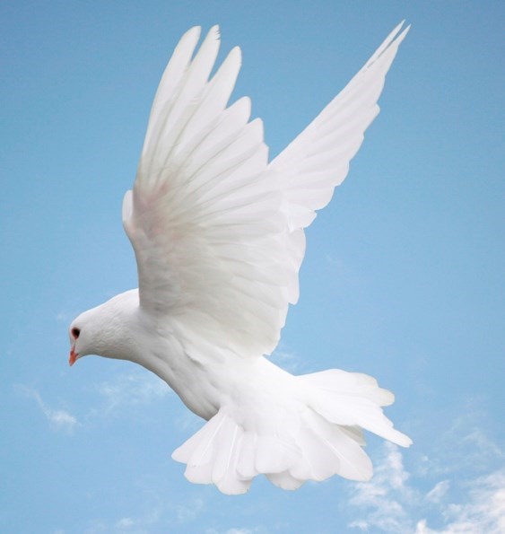 Obituary of Vincent Marchese