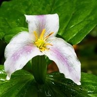 Obituary of Khaliyah Marie Blue