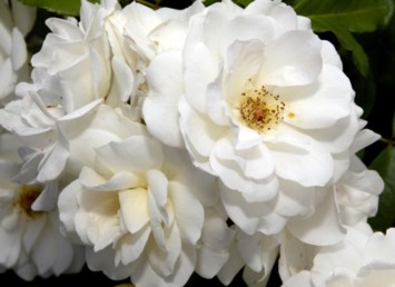 Obituary of Elizabeth Ann Moro