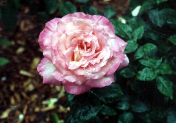 Obituary of Judith Ann O'Dell