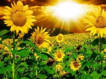 Obituary of Ruth Ann Tisler