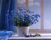 Obituary of Maria Iaccarino