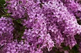 Obituary of Shirley Carlene Foucht