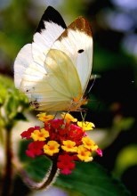 Obituary of Jennifer Schwab Stonecipher