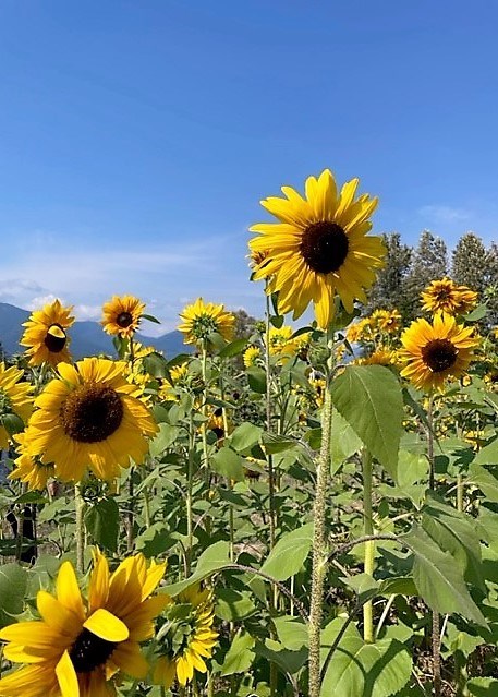 Obituary of Chi Ban Tong