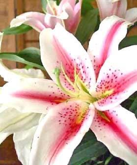 Obituary of Audrey Anne Leach