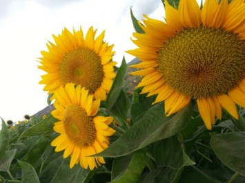 Obituary of Katherine Jane Lawrence