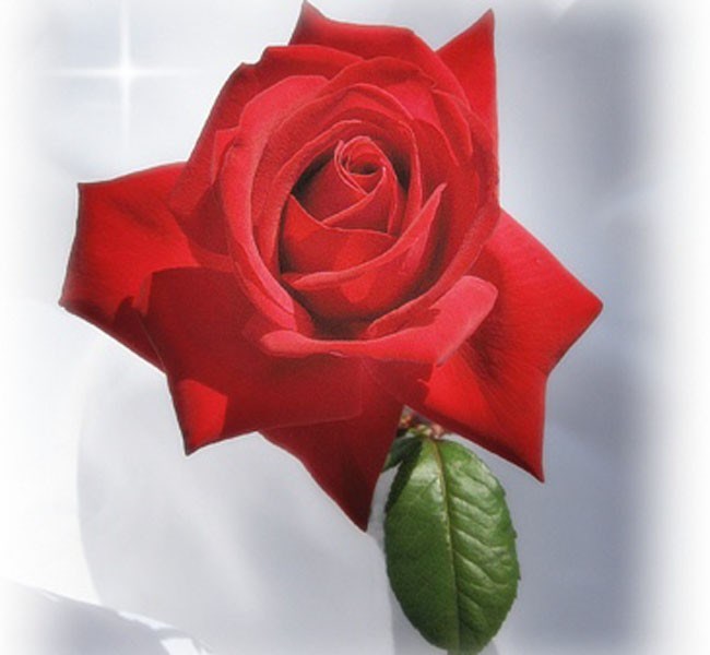 Obituary of Mary Leonia Dangerfield