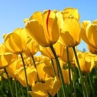 Obituary of Delores Blanche Koppe