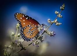 Obituary of Carmen Aracelis Melendez