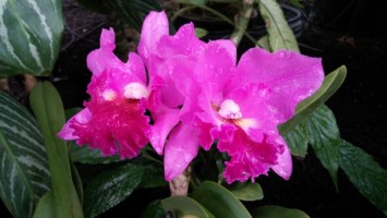 Obituary of Florence Mae Andrade