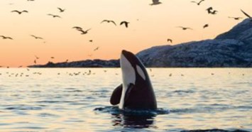 Obituary of Edwin Joseph MacIntyre