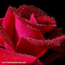 Obituary of Rose Morano