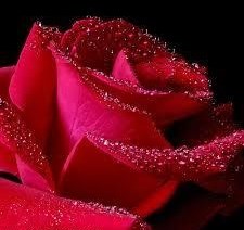 Obituary of Rose Morano