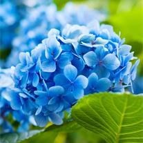 Obituary of Barbara Hauser