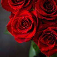 Obituary of Jean Holcombe