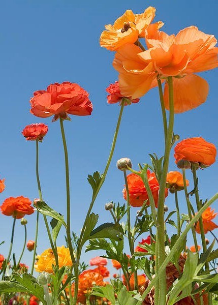 Obituary of James Joseph Albert Ovenden