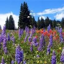 Obituary of Gerald William Castle