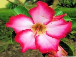 Obituary of Anna Belle Benedict Heintz