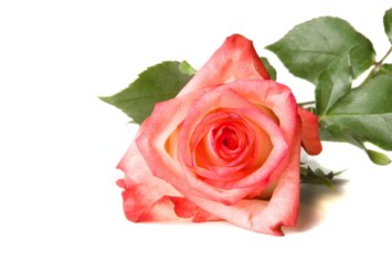 Obituary of Darlene May Adams-Mitchell