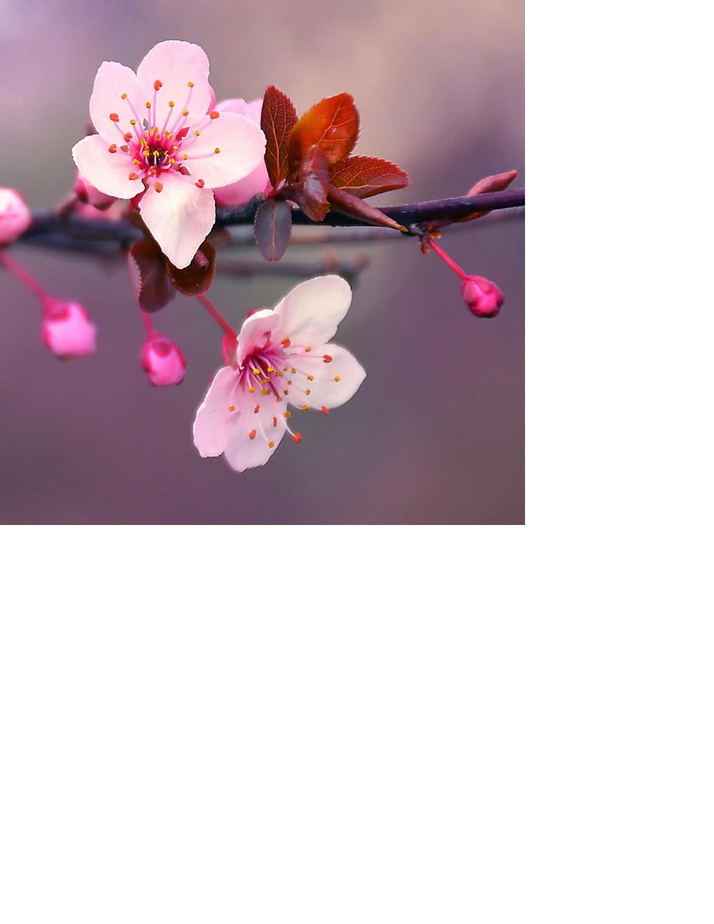 Obituary of Tracy Margaret Dvorak