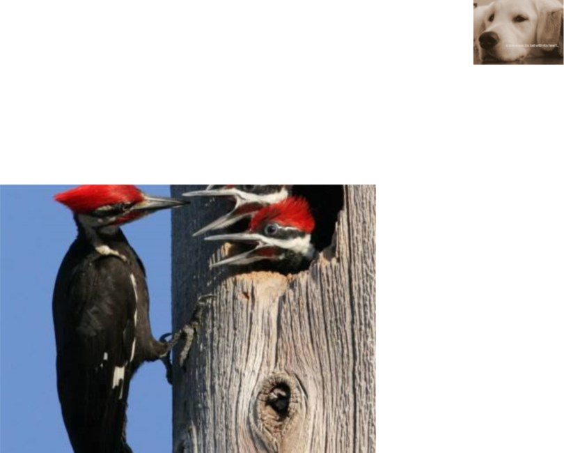 Obituary of Alexander John Robert SIMMONS