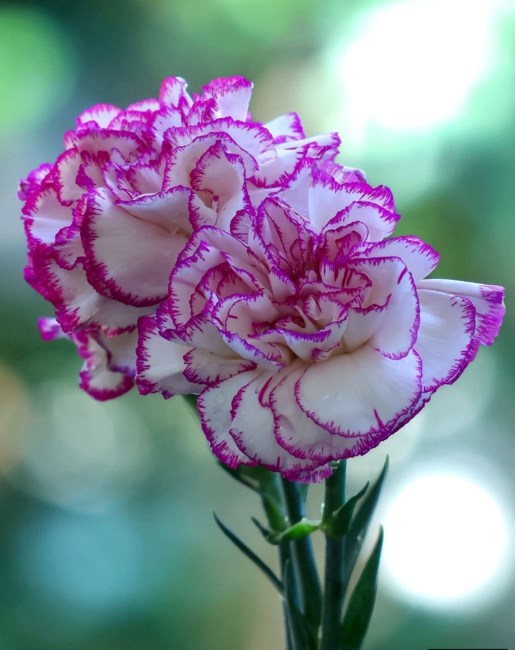 Obituary of Erin Elizabeth Anne Hernandez