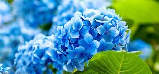 Obituary of Doris "Dot" Boswell Chambless