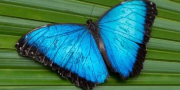 Obituary of Edith "Edye" Cohen Sneegas