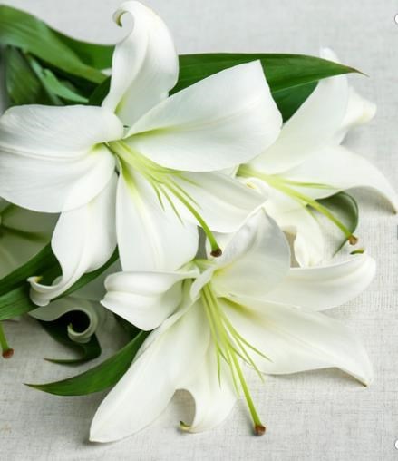 Obituary of Morris Lazar