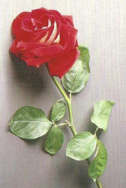 Obituary of Stella J. Fronzak