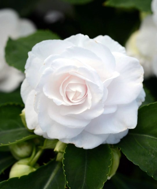 Obituary of Bruce Burton Epperly