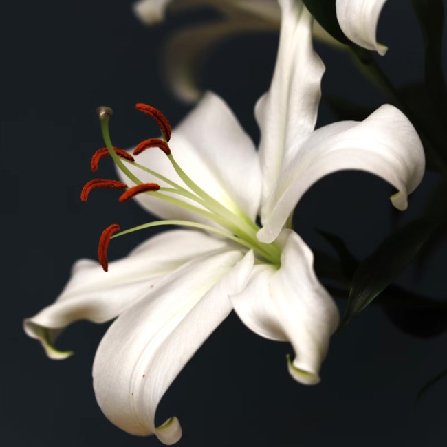 Obituary of Martin Ramon Acosta