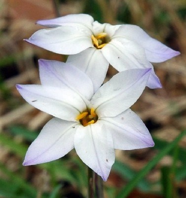 Obituary of Rhonda Faye Wilson