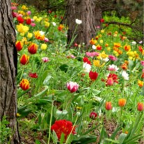 Obituary of Barbara Lane