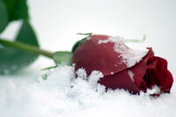 Obituary of Philip Lester Jemison