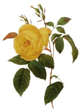 Obituary of Helen Louise Chadwick Hoffman