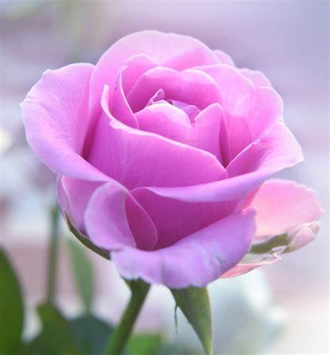 Obituary of Kimberli Ann Rose