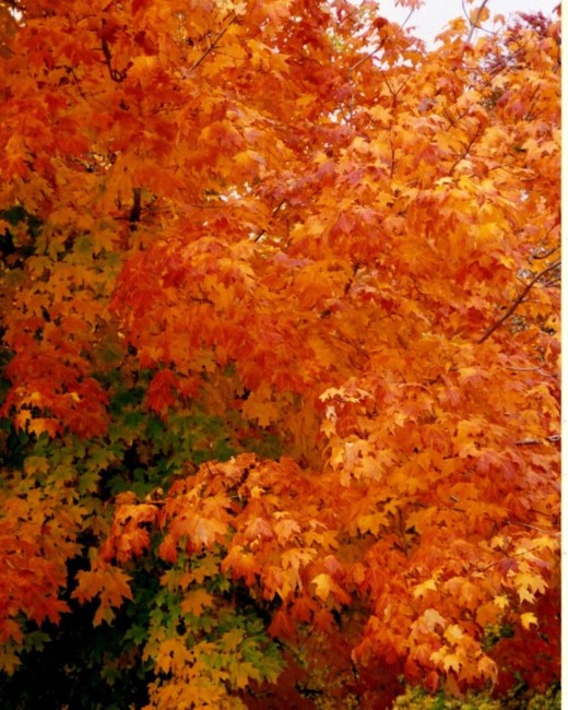 Obituary of Mary Frances Lavoie