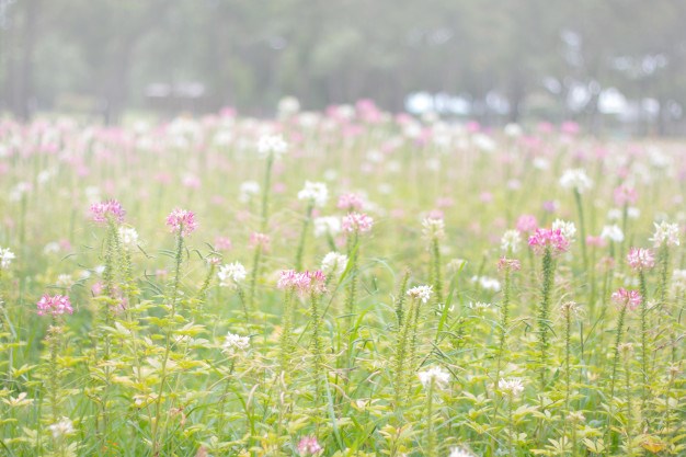 Avis de décès de Jacqueline Duncan Asbury