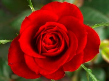 Avis de décès de Ella Mae Bishop