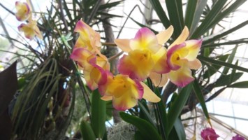 Obituary of Veronica Ying Lin Zane